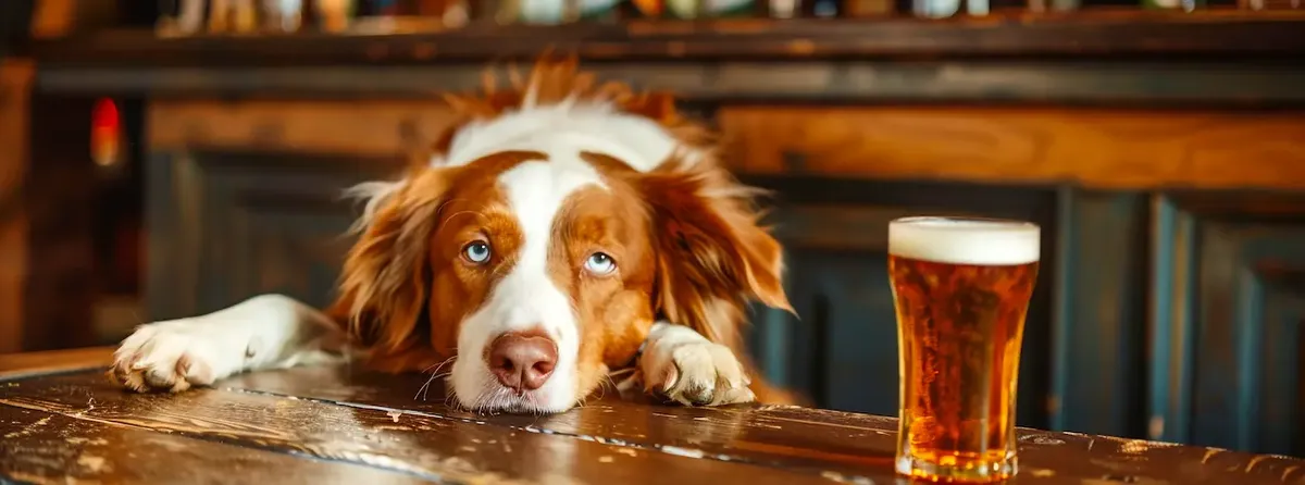 Un cane con gli occhi azzurri guarda la fotocamera appoggiato a un bancone di un bar accanto a un boccale di bevanda ambrata