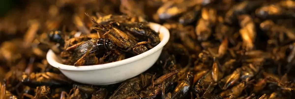 Ciotola di grilli croccanti, a simboleggiare la nuova tendenza alimentare sostenibile e ricca di proteine in America