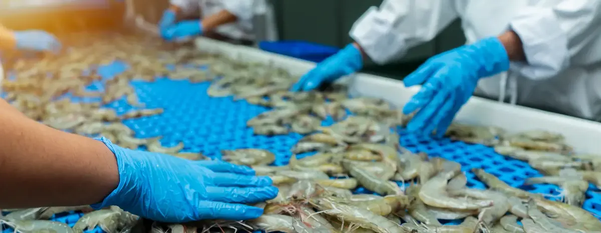 Operatori che ispezionano gamberi su un nastro trasportatore in un impianto di produzione, simbolo dei controlli di qualità per l'export
