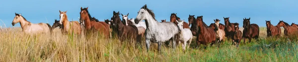 Mandria di cavalli di vari colori in movimento in una vasta prateria sotto un cielo azzurro, simboleggiando la libertà e l'ampio mercato equestre