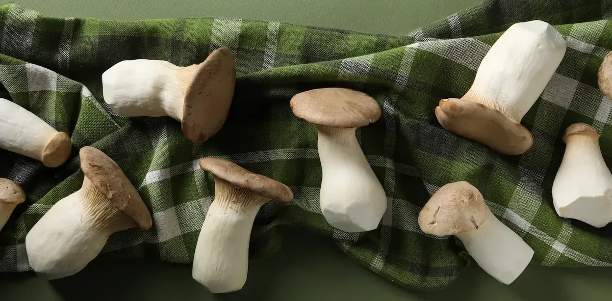 Composizione di funghi commestibili, a richiamo dello sviluppo di biomateriali per l'industria della moda.