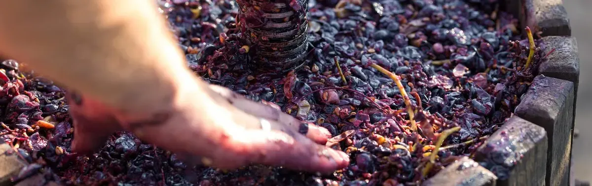 Una mano immersa in uva scura schiacciata in un tino di legno, simboleggiando la produzione artigianale del vino