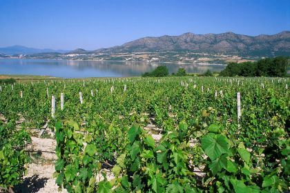 Produzione di vino in Grecia